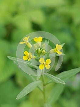 Erysimum cheiranthoides