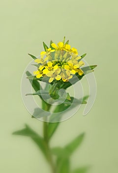 Erysimum cheiranthoides