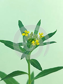 Erysimum cheiranthoides