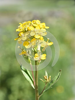 Erysimum cheiranthoides treacle mustard yellow wildflower in bloom