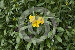 Erysimum cheiri  in bloom