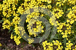 Erysimum cheiri in bloom