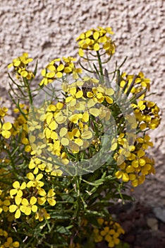 Erysimum cheiri in bloom