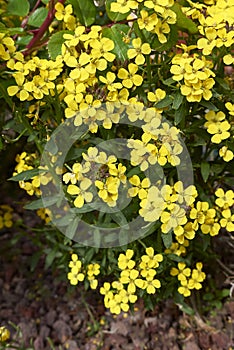 Erysimum cheiri in bloom