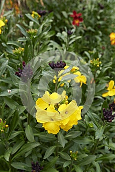 Erysimum cheiri colorful flowers