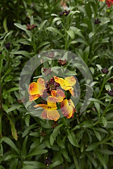 Erysimum cheiri colorful flowers