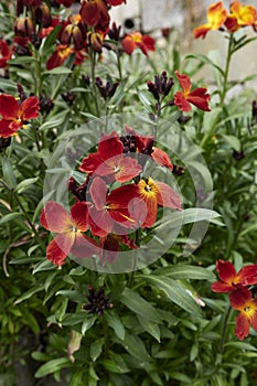 Erysimum cheiri colorful flowers