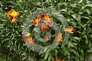 Erysimum cheiri colorful flowers