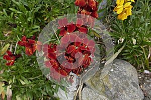 Erysimum cheiri colorful flowers