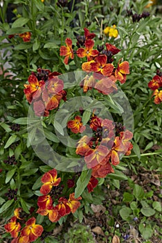 Erysimum cheiri colorful flowers