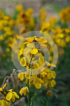 Erysimum cheiri flowers, Cheiranthus cheiri or wallflower