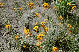 Erysimum cheiri with orange flowers