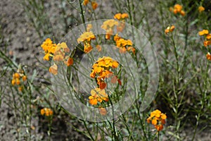 Erysimum cheiri with orange flowers