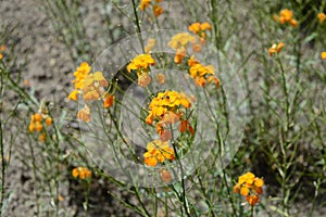 Erysimum cheiri with orange flowers