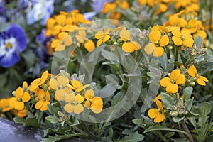 Erysimum cheiri or wallflowers