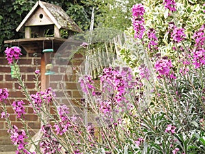 Erysimum flowers