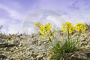 Erysimum franciscanum, commonly known as the Franciscan wallflower or San Francisco wallflower, endemic to California; classified