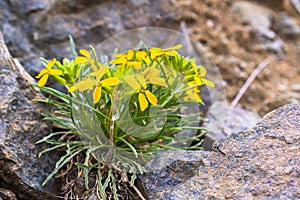 Erysimum franciscanum, commonly known as the Franciscan wallflower or San Francisco wallflower, endemic to California; classified