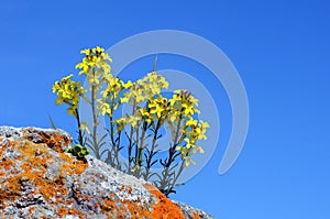 Erysimum gorbeanum is an endemic mountain plant