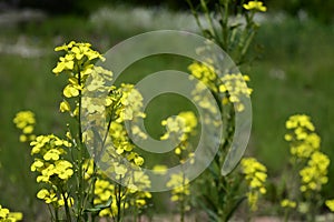 Erysimum odoratum with bright yellow flowers