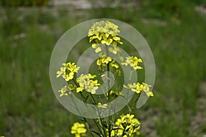 Erysimum odoratum with bright yellow flowers