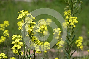 Erysimum odoratum with bright yellow flowers