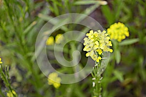 Erysimum pieninicum with bright yellow flowers