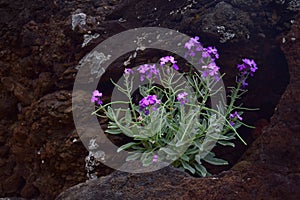 An Erysimum plant on stony ground at Madeira, Portugal