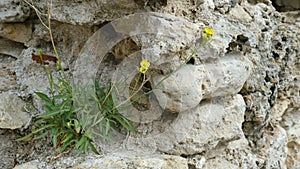 Erysimum pusillum hayekii.