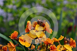 Erysimum wallflower