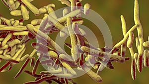 Erysipelothrix bacteria, 3D illustration