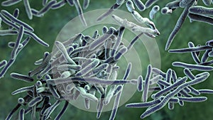 Erysipelothrix bacteria, 3D illustration