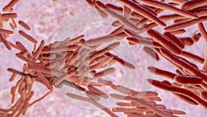 Erysipelothrix bacteria, 3D illustration