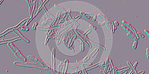 Erysipelothrix bacteria, 3D illustration