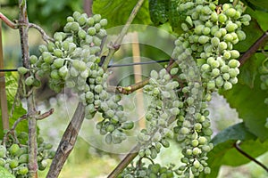 Erysiphe necator on grape