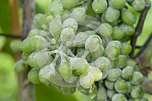 Erysiphe necator on grape