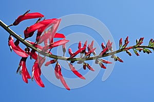 Erythrina bidwillii