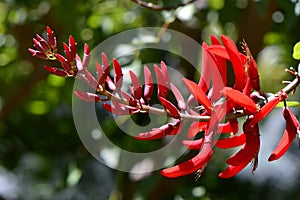 Erythrina bidwillii flowers
