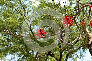 Erythrina coralloides coral tree is blooming red. photo