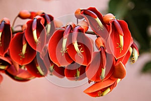 Erythrina crista galli photo