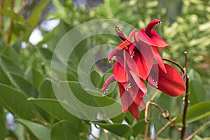 Erythrina crista galli flowers also called cockspur coral tree photo