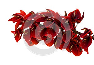 Erythrina crista-galli isolated on white photo