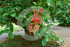 Erythrina crista-galli, often known as the cockspur coral tree. photo