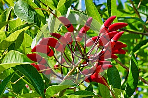 A erythrina crista-galli plant closeup photo