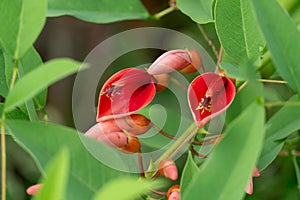 Erythrina crista-galli red flower hide on the branch of trees. photo
