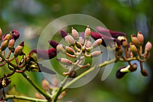 Erythrina fusca Also purple coraltree, gallito, bois immortelle, bucayo flower. Used as a traditional medicine for itching by bo photo