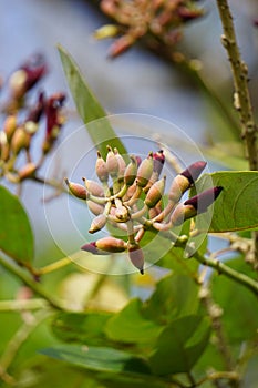 Erythrina fusca Also purple coraltree, gallito, bois immortelle, bucayo flower. Used as a traditional medicine for itching by bo photo