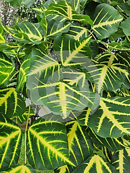 Erythrina indica picta, Erythrina variegata glossy green leaves. There is a yellow pattern.