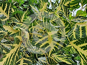 Erythrina indica picta, Erythrina variegata glossy green leaves. There is a yellow pattern.