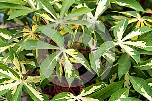 Erythrina suberosa leaves on nature background